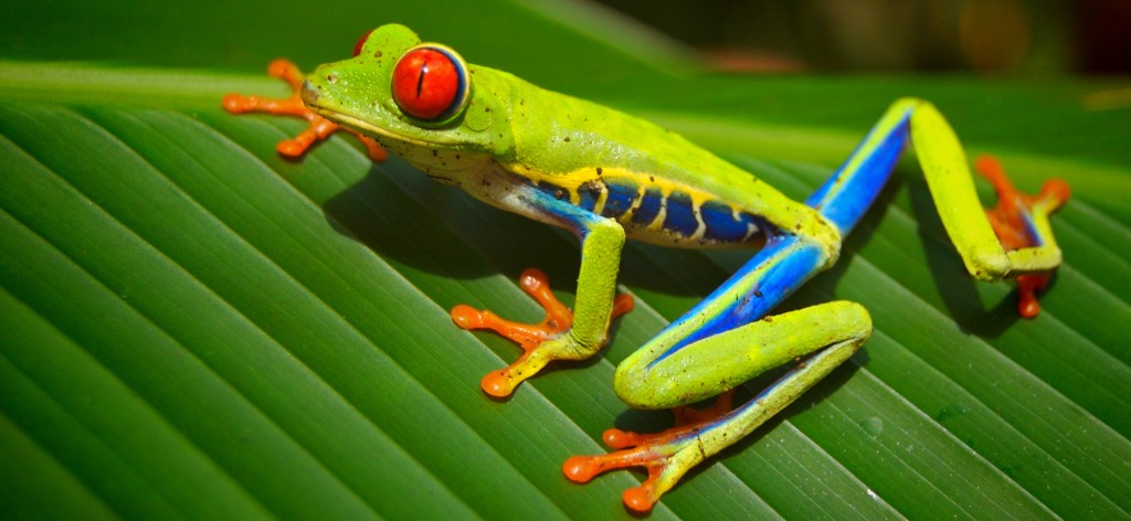 The Costa Rican Red Eyed Tree Frog