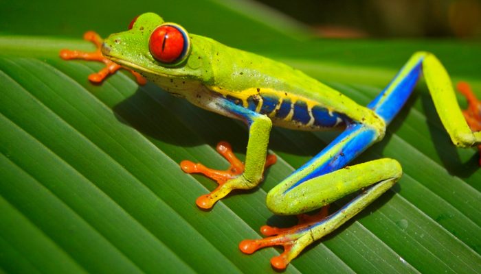 Costa Rica Red Eyed Tree Frog