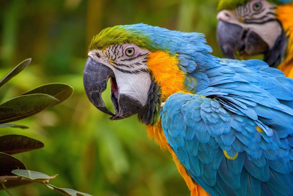 Tropical Costa Rican Macaw