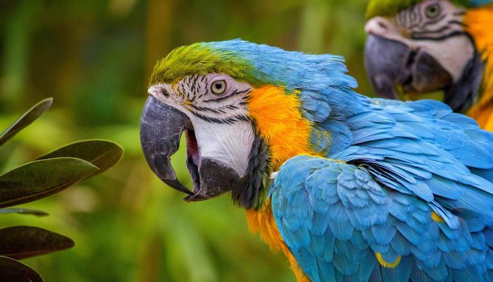 Tropical Costa Rican Macaw