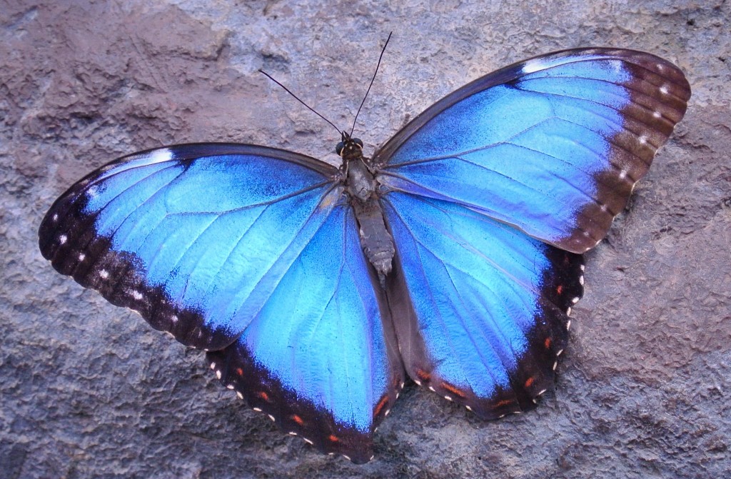 The Costa Rican Blue Morpho Butterfly