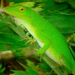 Green Tree Anole in Tapantí National Park