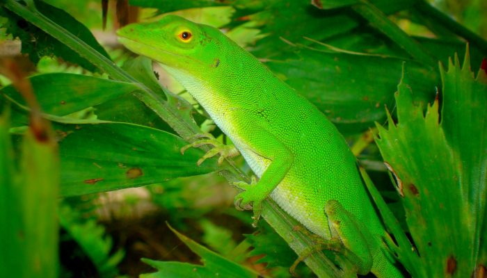 Green Tree Anole in Tapantí National Park