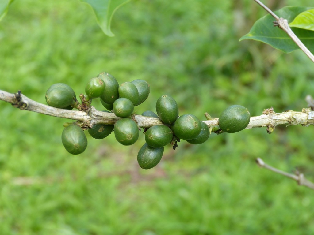 Costa Rican coffee beans